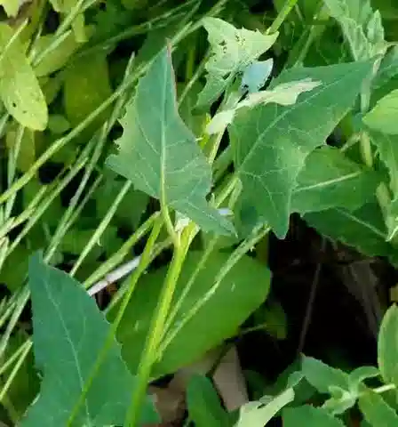 نبات القطف davisii في بيئته الطبيعية