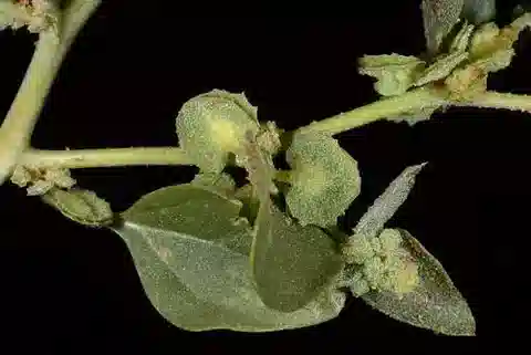 نبات القطف dimorphostegia في بيئته الطبيعية