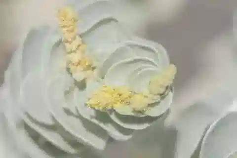 نبات القطف farinosa subsp. farinosa في بيئته الطبيعية