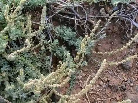 نبات القطف glauca subsp. glauca في بيئته الطبيعية