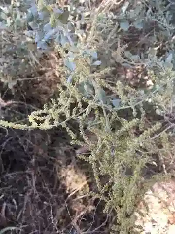 نبات القطف halimus في بيئته الطبيعية