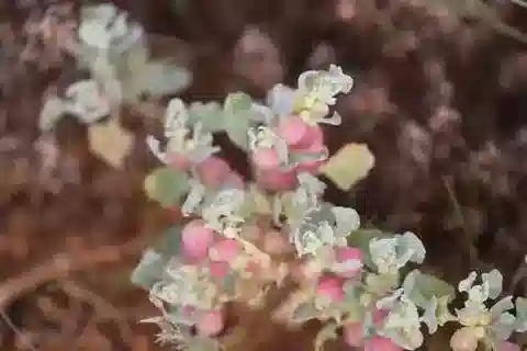 نبات القطف holocarpa في بيئته الطبيعية