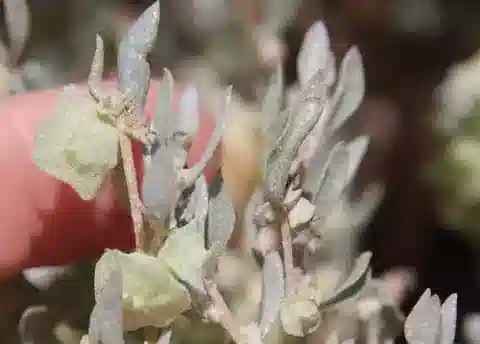 نبات القطف lindleyi subsp. inflata في بيئته الطبيعية