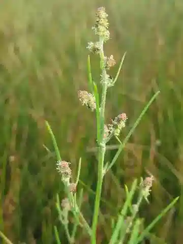 نبات القطف littoralis في بيئته الطبيعية