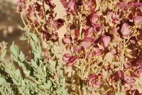 نبات القطف mollis في بيئته الطبيعية