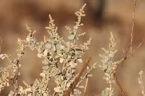 نبات القطف nummularia subsp. nummularia في بيئته الطبيعية