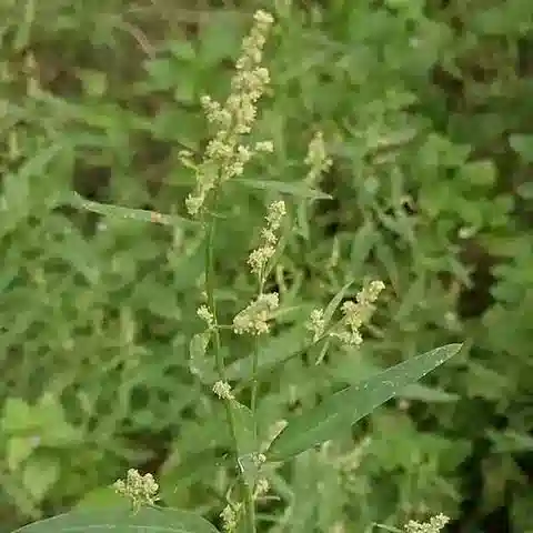 نبات القطف patula subsp. patula في بيئته الطبيعية