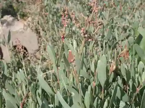 نبات القطف portulacoides في بيئته الطبيعية