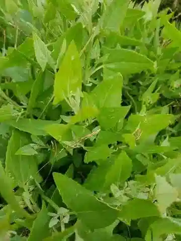 نبات القطف prostrata subsp. prostrata في بيئته الطبيعية