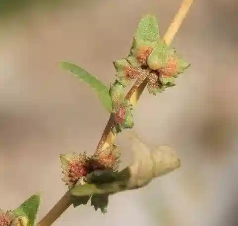 نبات القطف rosea في بيئته الطبيعية