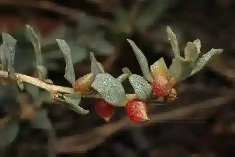 نبات القطف semibaccata في بيئته الطبيعية