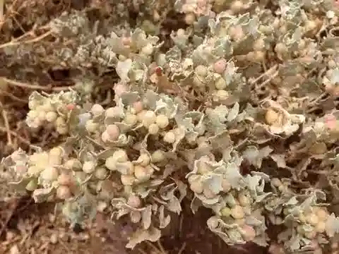 نبات القطف spongiosa في بيئته الطبيعية
