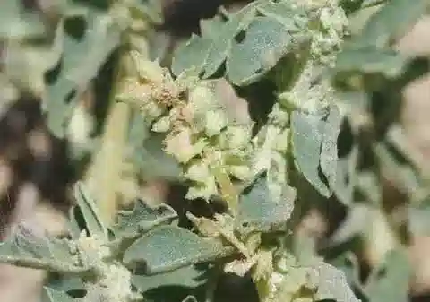 نبات القطف suberecta في بيئته الطبيعية