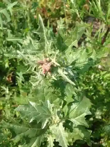 نبات القطف tatarica في بيئته الطبيعية