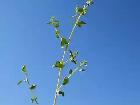 نبات القطف turcomanica في بيئته الطبيعية