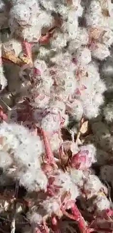 نبات الباسيا aegyptiaca في بيئته الطبيعية