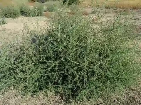 نبات الباسيا indica في بيئته الطبيعية