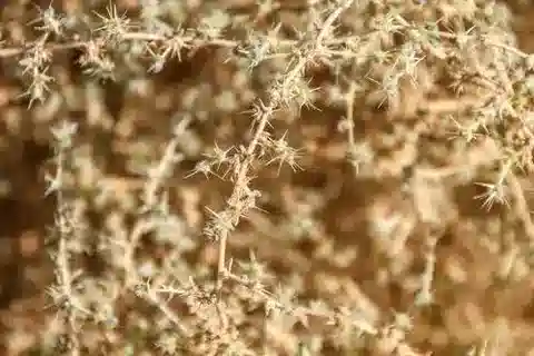 نبات الباسيا muricata var. sinaica في بيئته الطبيعية