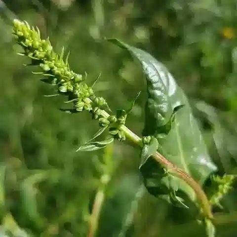 نبات البنجر البري vulgaris subsp. vulgaris في بيئته الطبيعية