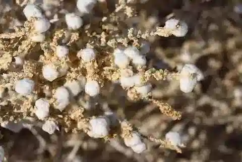 نبات الكاروكسيلون cyclophyllum في بيئته الطبيعية