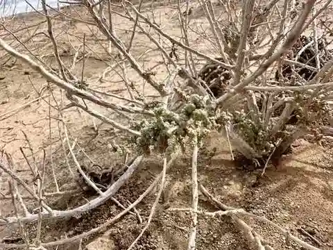 نبات الكاروكسيلون gaetulum في بيئته الطبيعية
