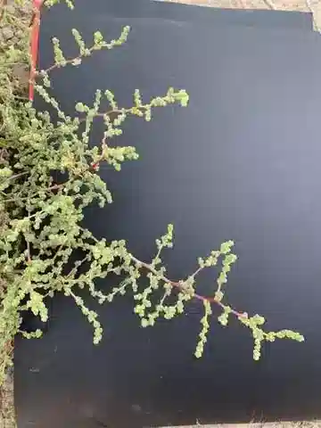 نبات الكاروكسيلون imbricatum var. imbricatum في بيئته الطبيعية