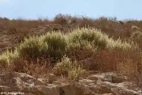 نبات الكاروكسيلون inerme في بيئته الطبيعية