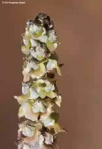 نبات الكاروكسيلون orientale في بيئته الطبيعية