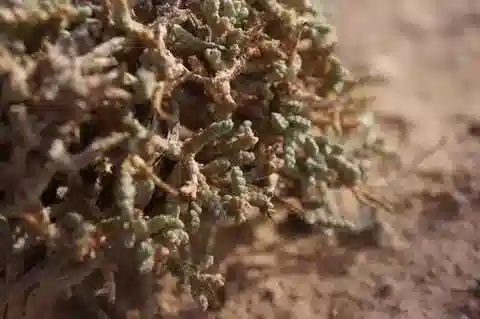 نبات الكاروكسيلون tetragonum في بيئته الطبيعية