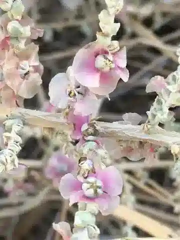 نبات الكاروكسيلون tetrandrum في بيئته الطبيعية