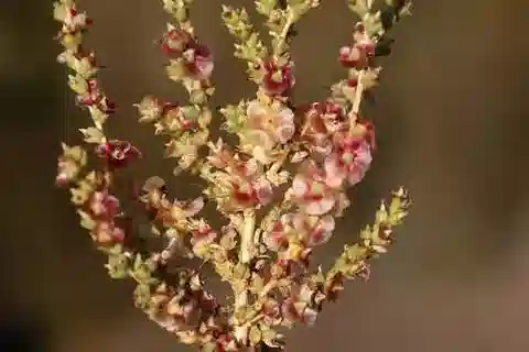 نبات الكاروكسيلون vermiculatum في بيئته الطبيعية