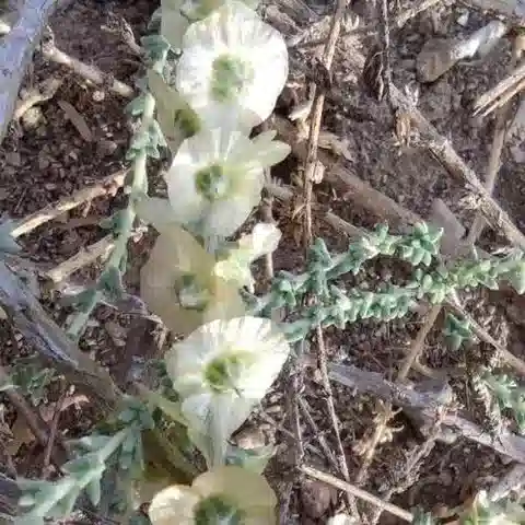 نبات الكاروكسيلون villosum في بيئته الطبيعية