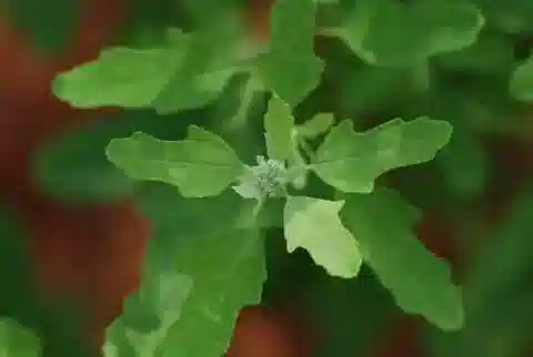 نبات الرمرام ficifolium في بيئته الطبيعية