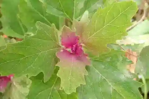 نبات الرمرام giganteum في بيئته الطبيعية