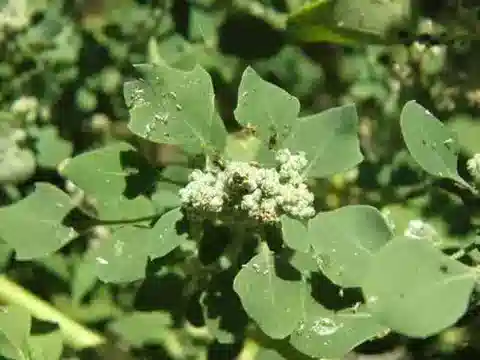 نبات الرمرام opulifolium في بيئته الطبيعية