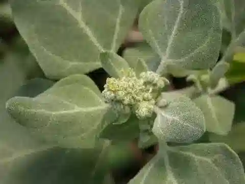 نبات الرمرام vulvaria في بيئته الطبيعية