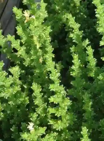 نبات القرنيولاكا ehrenbergii في بيئته الطبيعية