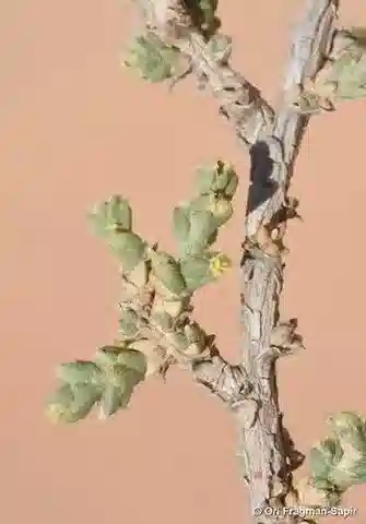 نبات القرنيولاكا monacantha في بيئته الطبيعية