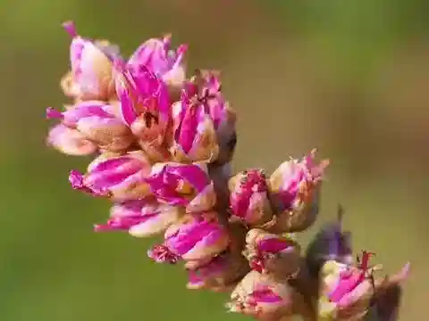 نبات الديجيرا muricata في بيئته الطبيعية