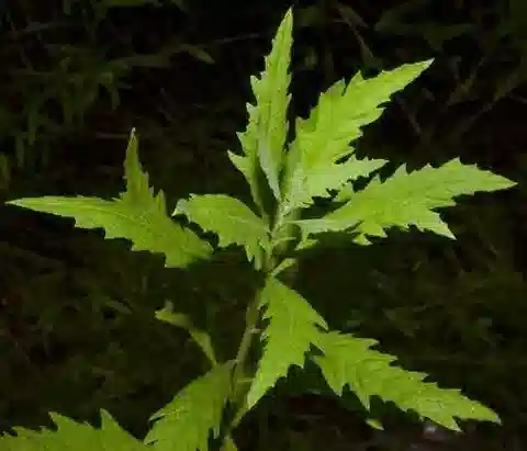 نبات الديسفانيا ambrosioides في بيئته الطبيعية