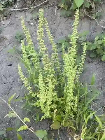 نبات الديسفانيا botrys في بيئته الطبيعية