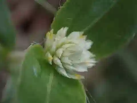 نبات الجومفرينا celosioides في بيئته الطبيعية