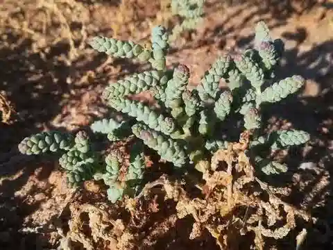نبات الهالوببليس amplexicaulis في بيئته الطبيعية