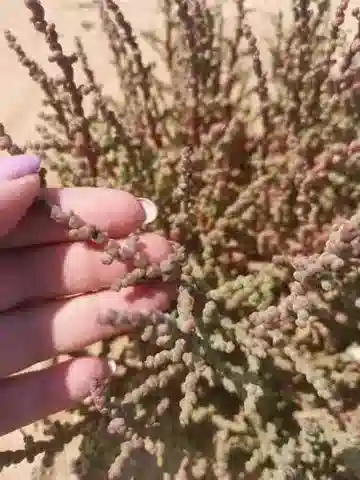 نبات الهالوببليس perfoliata في بيئته الطبيعية