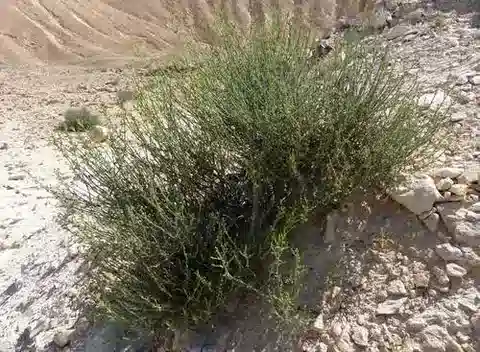 نبات الهالوكسيلون negevensis في بيئته الطبيعية