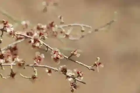 نبات الهالوكسيلون persicum في بيئته الطبيعية