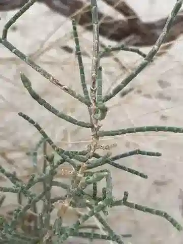 نبات الهالوكسيلون salicornicum في بيئته الطبيعية