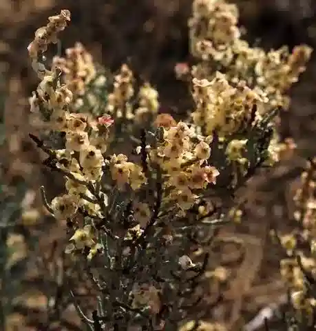 نبات الهالوكسيلون scoparium في بيئته الطبيعية