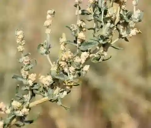 نبات الكراشينينيكوفيا ceratoides في بيئته الطبيعية