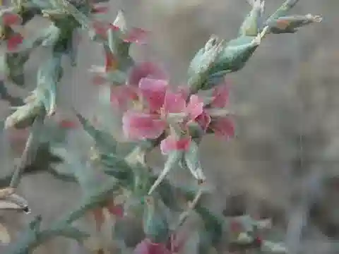نبات النوايا mucronata في بيئته الطبيعية